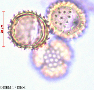 ISEM 1/Gamochaeta_purpurea_29065/Gamochaeta_purpurea_29065_0001(copy)_thumb.jpg